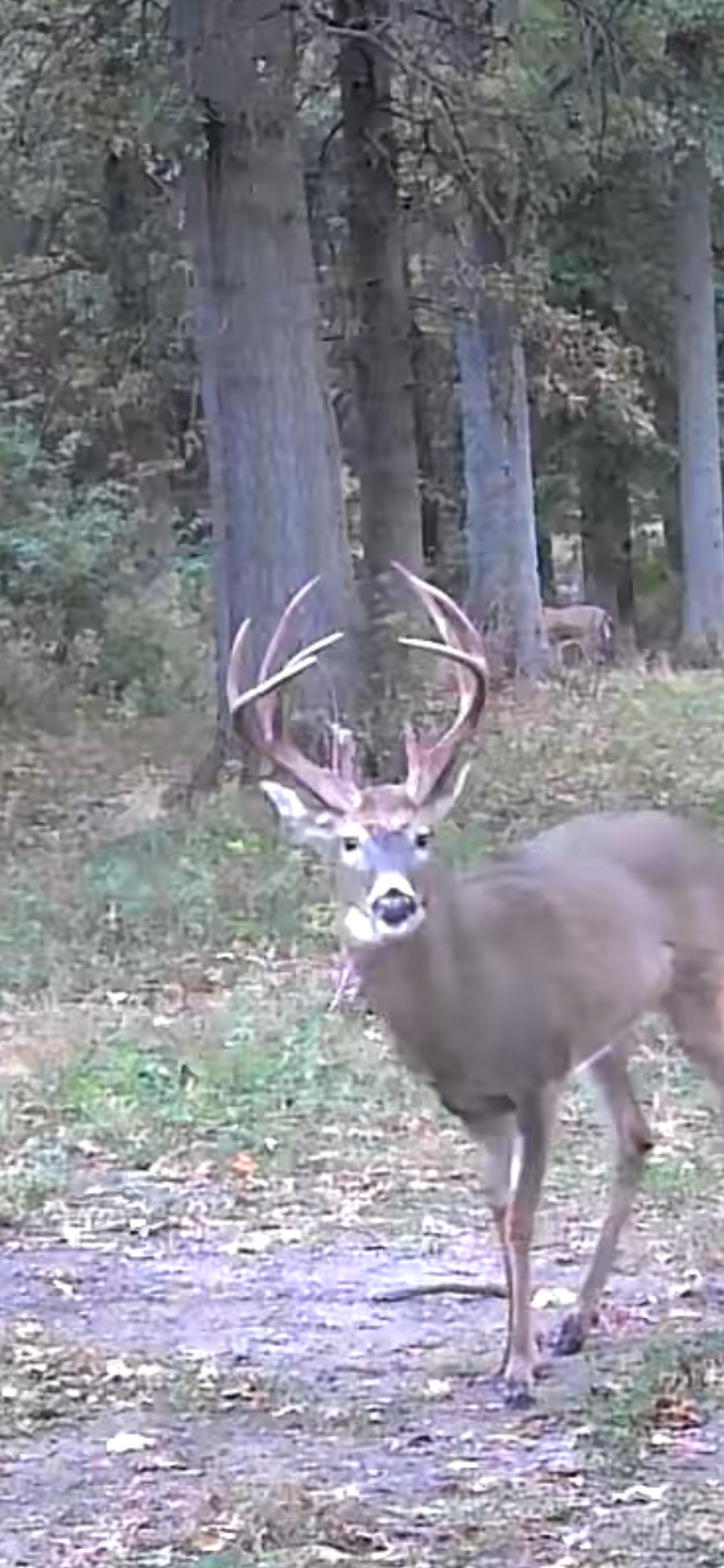 Atlatl Hunting Tips for Fall Deer Season: Harvest Your Buck the Primitive Way