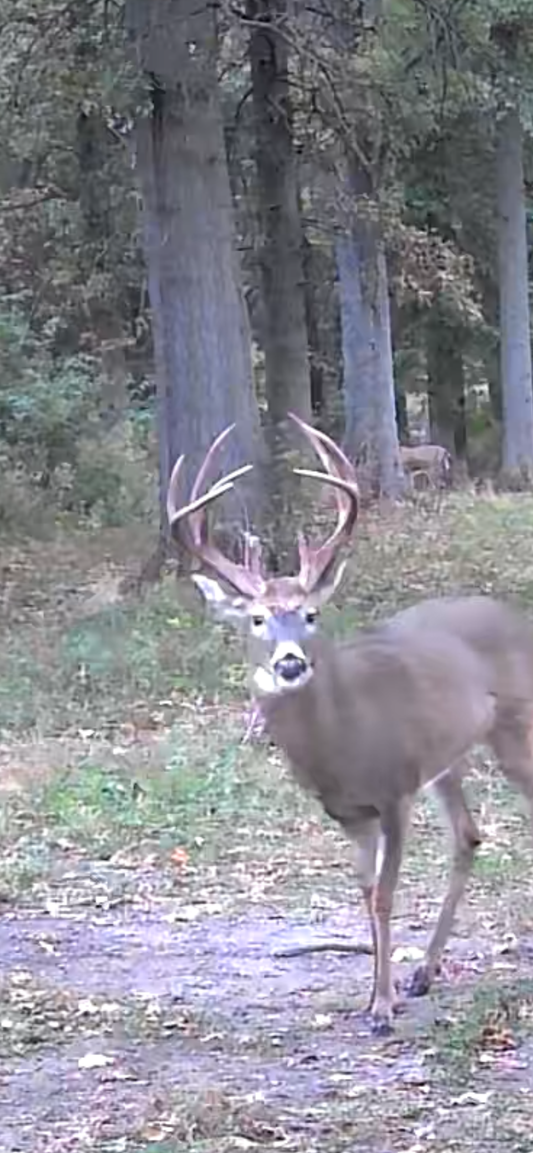 Atlatl Hunting Tips for Fall Deer Season: Harvest Your Buck the Primitive Way